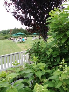 Part of the lawn at Jamesport.