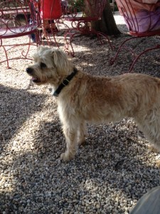 Doggie hoping for a stray cashew.