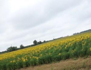 Tuscany? No, Oregon Road!