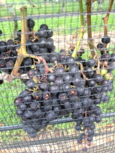Grapes protected from the birds with netting