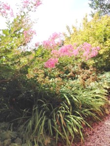 Flowers line the garden