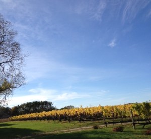 The vines in fall, when most of the grapes have been picked.