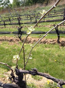 Bud break has happened!