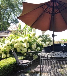 What amazing hydrangeas!