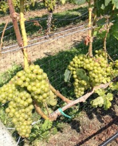 In a few years, these grapes will sparkle.