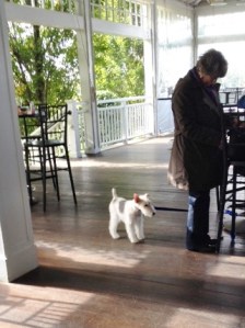 Patient pooch on the porch