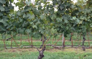 These grapes have been picked.