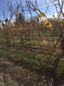 That time of year thou mayst in me behold/ When yellow leaves, or none, or few, do hang/Upon those boughs...